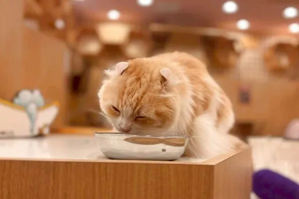 17％割引】猫カフェPuchiMarry 仙台青葉店 1日満喫プラン※ドリンクバー