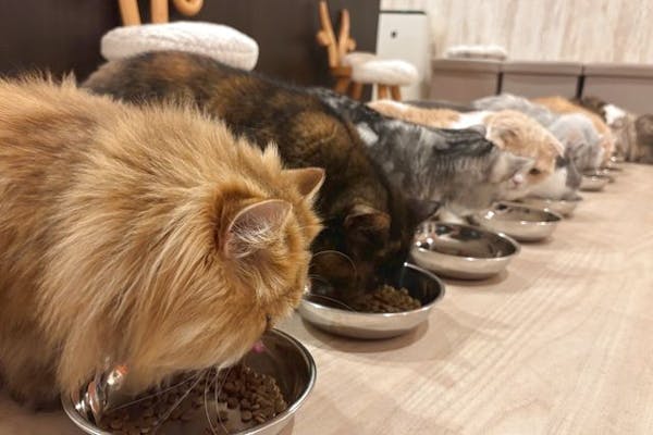 16％割引】猫カフェPuchiMarry 名古屋大須店 90分プラン※ドリンクバー