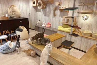 16％割引】猫カフェPuchiMarry 名古屋大須店 90分プラン※ドリンクバー