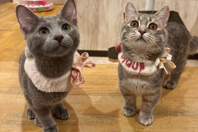 【16％割引】猫カフェPuchiMarry 名古屋大須店　90分プラン※ドリンクバー＋猫のおやつ付