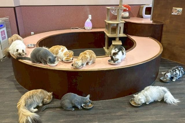 【17％割引】猫カフェPuchiMarry 京都河原町店　1日満喫プラン※ドリンクバー＋猫のおやつ付