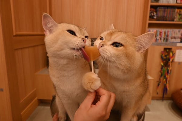 18%割引】猫カフェモカ 梅田店｜割引チケット・クーポンならアソビュー！