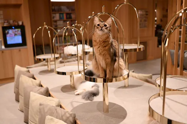 18%割引】猫カフェモカ 梅田店｜割引チケット・クーポンならアソビュー！