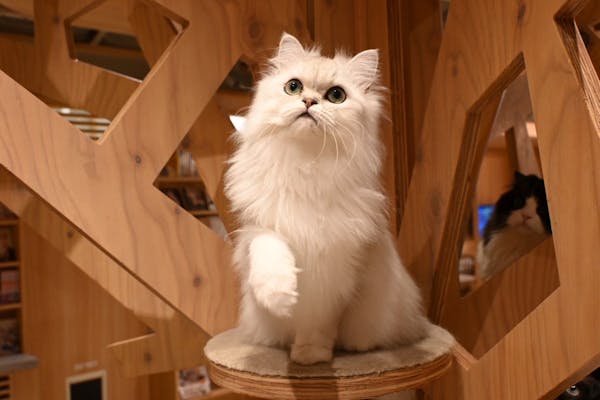 18%割引】猫カフェモカ 梅田店｜割引チケット・クーポンならアソビュー！