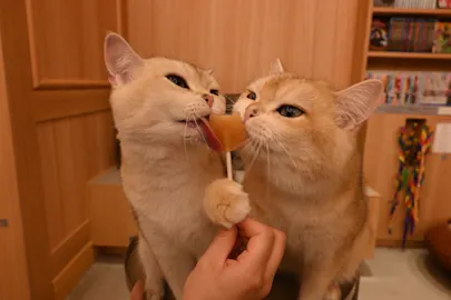 大阪府の猫カフェ お得な割引・チケット予約｜アソビュー！