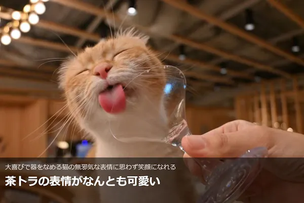 超特割！【平日限定・18%割引】猫カフェモカ 梅田 入場チケット（時間