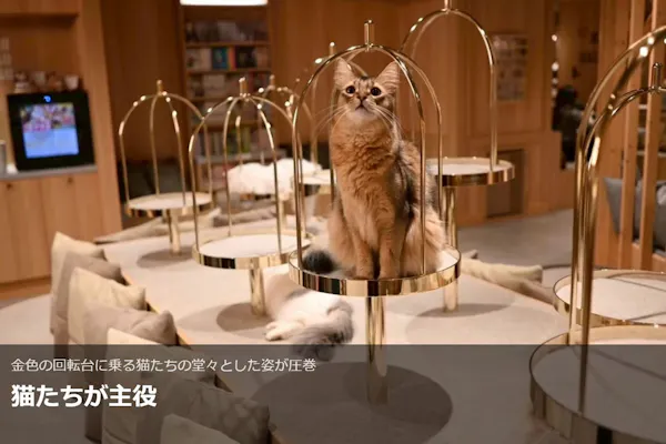 超特割！【平日限定・18%割引】猫カフェモカ 梅田 入場チケット（時間