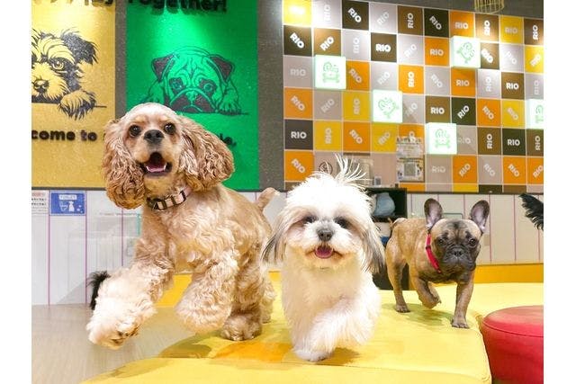 超特割！【30％割引】いぬカフェRio 廿日市店（ドリンク飲み放題＋犬おやつ付き）