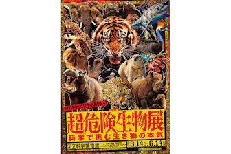 ★デュエルマスターズ 　本日発送可 Amazon.co.jp: タカラトミー(TAKARA TOMY) デュエル・マスターズ TCG