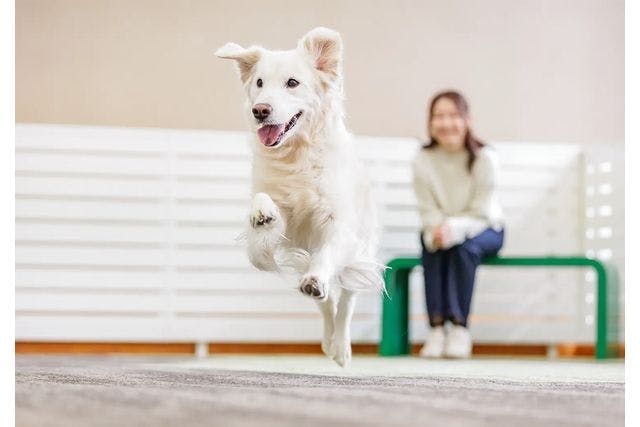 【日帰り温泉・最大100円引！】亀の井ホテル塩原ワンちゃんの宿｜ワンちゃんも飼い主様も大満足！温泉＆ドッグランチケット