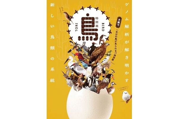 特別展「鳥 ～ゲノム解析が解き明かす新しい鳥類の系統～」｜割引