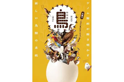 特別展「鳥 ～ゲノム解析が解き明かす新しい鳥類の系統～」｜割引