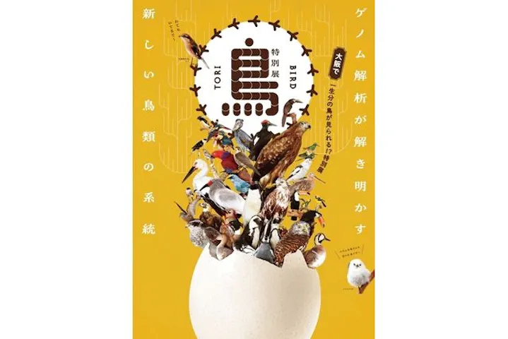 特別展「鳥 ～ゲノム解析が解き明かす新しい鳥類の系統～」｜割引