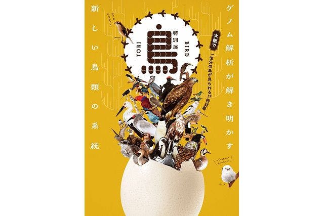 【前売券】 特別展「鳥～ゲノム解析が解き明かす新しい鳥類の系統～」大阪展