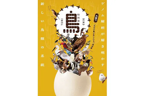 前売｜親子チケット】特別展「鳥～ゲノム解析が解き明かす新しい鳥類の