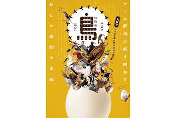 前売｜図録付きチケット】特別展「鳥～ゲノム解析が解き明かす新しい