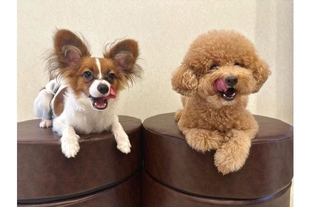 【わんこと過ごす癒し時間】 犬カフェらいち 50分利用プラン＋限定おやつ付き
