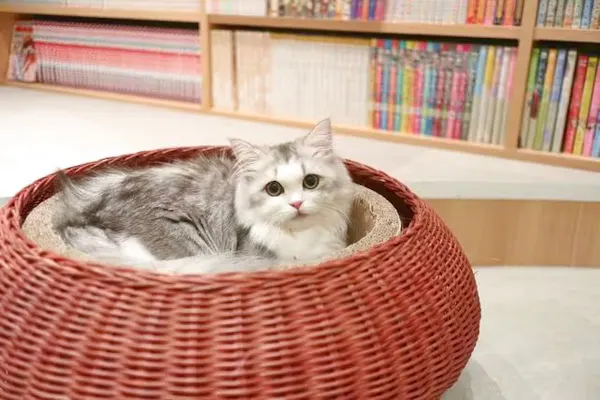 モモンガハウス(カフェ・猫) ボア白   大きいサイズ(家族用) 2200円 18%割引】猫カフェモカ ピオレ姫路店｜割引チケット・クーポンなら
