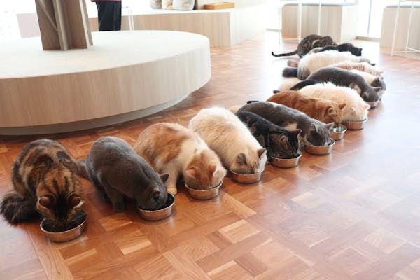 平日・18%割引】 猫カフェモカ ピオレ姫路店 入場チケット（ドリンク