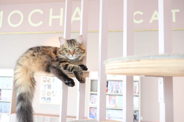 平日・18%割引】 猫カフェモカ ピオレ姫路店 入場チケット（ドリンク