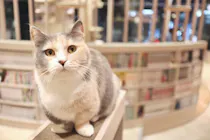 モモンガハウス(カフェ・猫) ボア白   大きいサイズ(家族用) 2200円 f7ff97b6-382f-46b5-98d0-