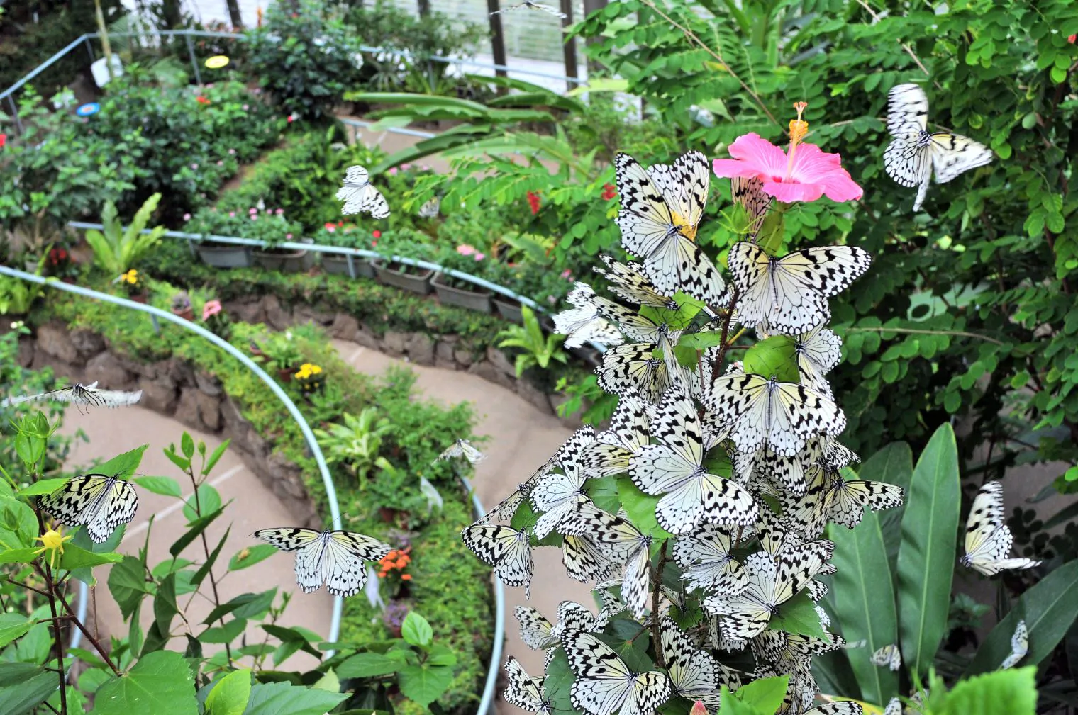 石川県ふれあい昆虫館　入館券
