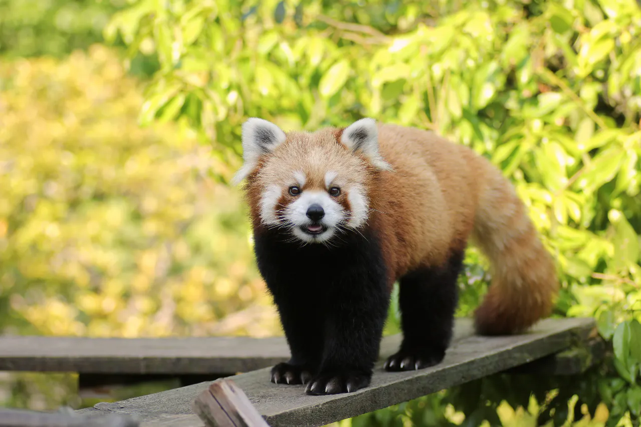 いしかわ動物園　入場券