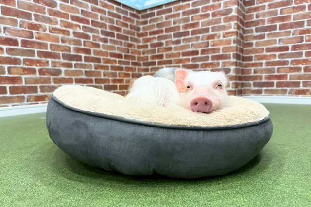 【メディアにも取り上げられました！】自由気ままなマイクロブタとのふれあい体験 豚小屋 30分チケット