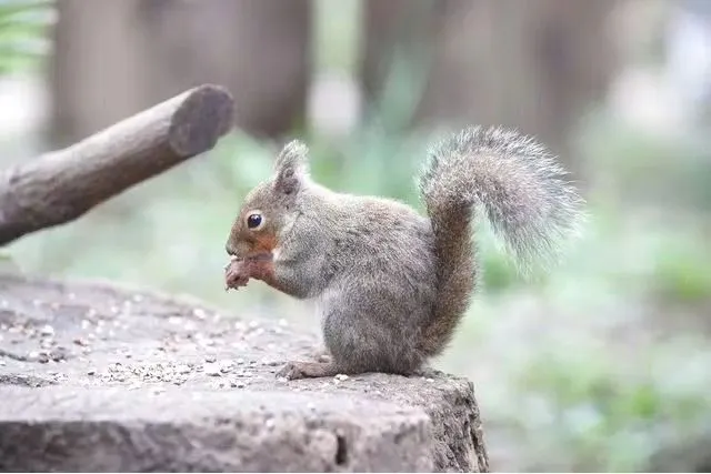 井の頭自然文化園　日付指定WEBチケット