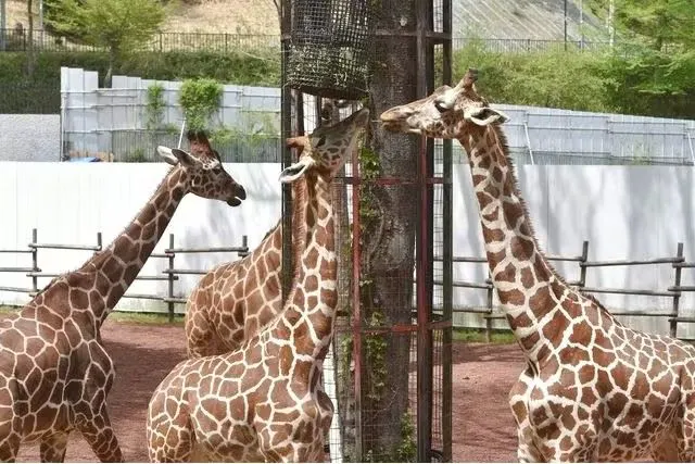 多摩動物公園　日付指定WEBチケット