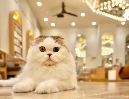 超特割！【20％割引】猫カフェモカ イオンモール筑紫野 入場チケット