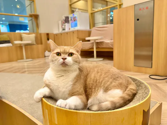 超特割！【20％割引】 猫カフェMOCHA イオンモール福津店 入場チケット