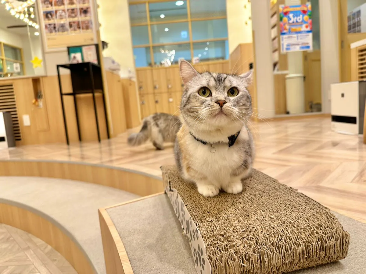 超特割！【20％割引】 猫カフェMOCHA イオンモール福津店 入場チケット