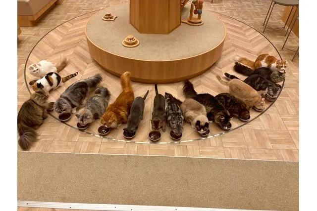 ドリンクバー&猫ちゃん用おやつ代込み！猫カフェモカイオンモール徳島店入場チケット