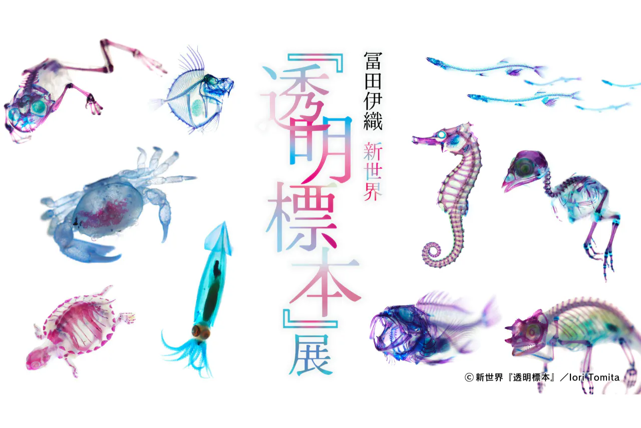 【前売り】冨田伊織 新世界『透明標本』展