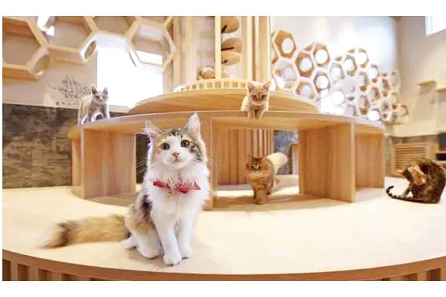 【最大10％割引】猫喫茶 空陸家plus 三軒茶屋店（ドリンク飲み放題＋ねこおやつ付き）※Wi-Fi・電源完備