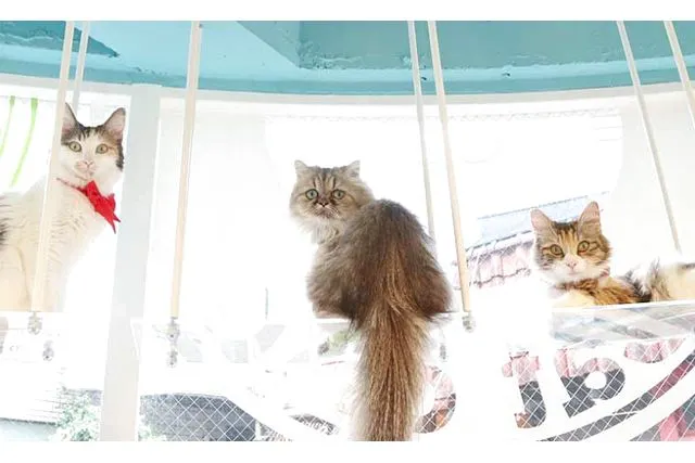 【最大10％割引】猫喫茶 空陸家plus アクロスモール新鎌ケ谷店（ドリンク飲み放題＋ねこおやつ付）Wi-Fi・電源完備