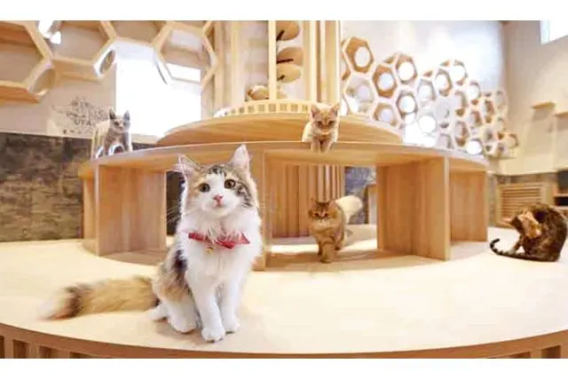 超特割！【20％割引】猫喫茶 空陸家plus 南柏店（ドリンクバー・Wi-Fi・電源完備）