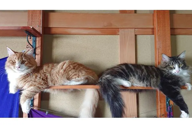 【最大10％割引！平日限定・猫ちゃんのおやつ付き】猫カフェぐるぐる堂　梅田店　フリータイム