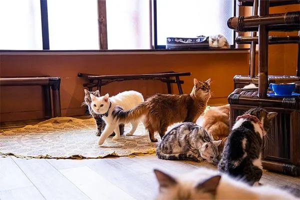【最大10％割引！猫ちゃんのおやつ付き】猫カフェぐるぐる堂　なんば店　60分券