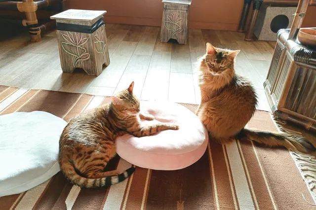 【最大10％割引！・平日限定・猫ちゃんのおやつ付き】猫カフェぐるぐる堂　なんば店　フリータイム