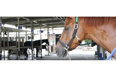 乗馬クラブクレイン伊奈乗馬体験1回コース 平日 土日祝日価格 諸費用全て込み 要予約 アソビュー