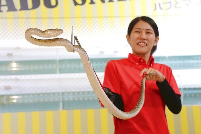 入園券＆幸運の白ヘビ記念撮影（写真付き） - おきなわワールド