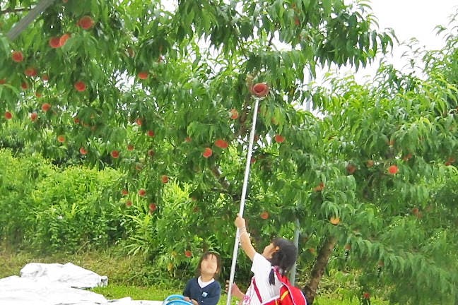 鹿児島県の桃狩り