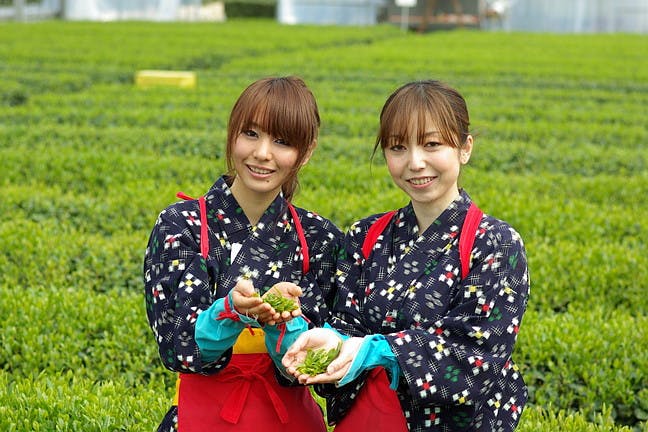 埼玉県の茶摘み