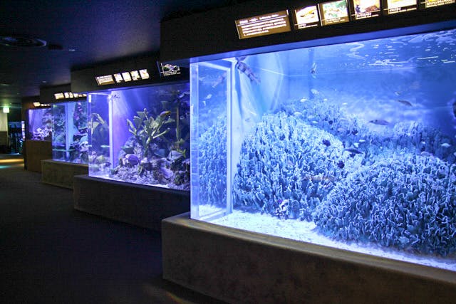 勝浦・鴨川の水族館