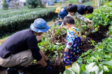 野菜狩り・収穫体験 その他