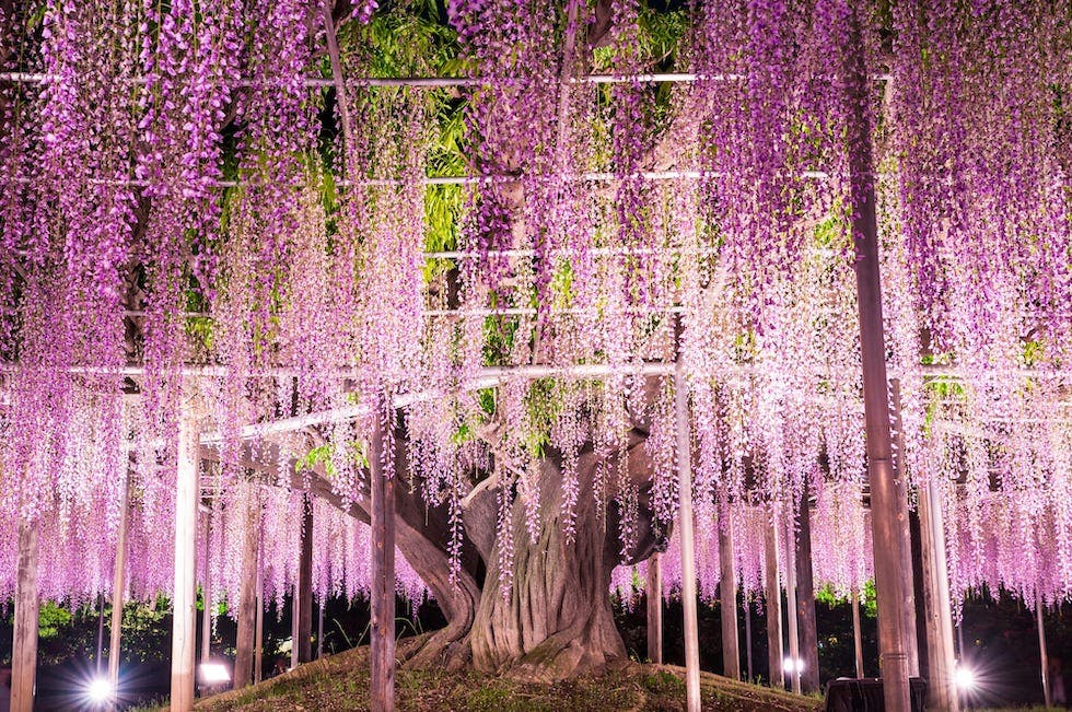 栃木の観光スポット 観光名所 アソビュー