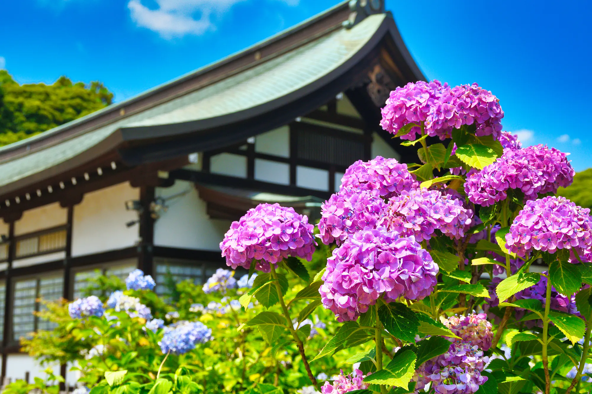 流山市・流山おおたかの森