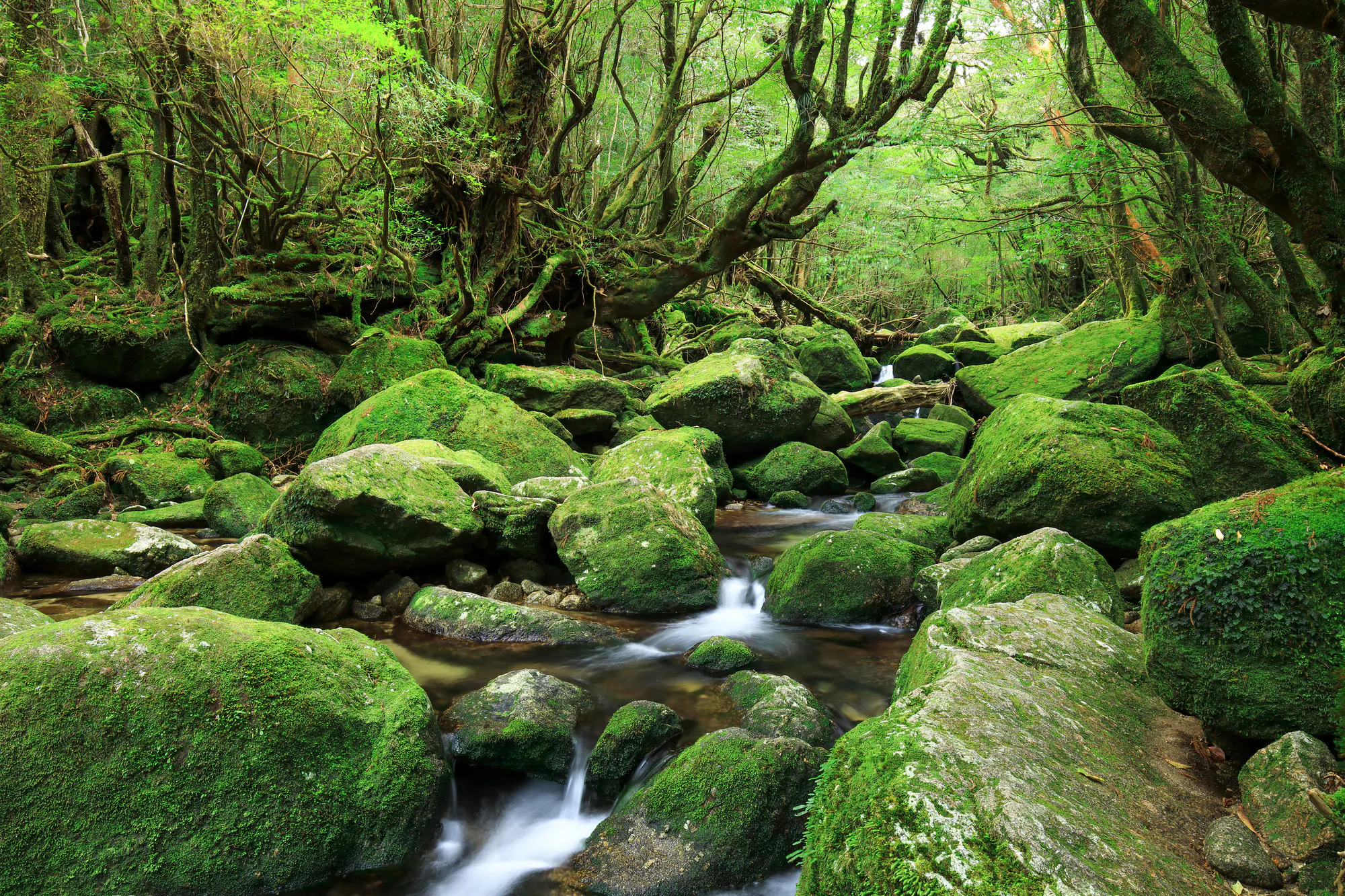 屋久島